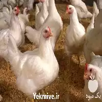 تا صد دوره آموزشی پرورش مرغ در تهران در گروه دوره آموزش کشاورزی در یکمیوه