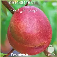 قیمت خرید نهال شلیل با کیفیت در گروه خرید و فروش نهالستان در یکمیوه