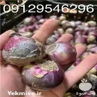 انواع پیاز گل با قیمت مناسب در گروه خرید و فروش گیاهان زینتی در یکمیوه