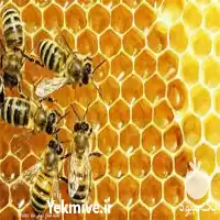 آموزش تخصصی پرورش ملکه زنبور عسل در تهران در گروه دوره آموزش کشاورزی در یکمیوه