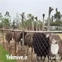 آموزش پرورش شترمرغ به صورت کامل در تهران در گروه دوره آموزش کشاورزی در یکمیوه