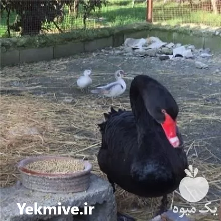 خرید تخم نطفه دار قو مشکی در گروه انواع تخم ها در یکمیوه -عکس1