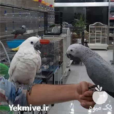 خرید تخم نطفه دار عروس هلندی در گروه انواع تخم ها در یکمیوه -عکس1