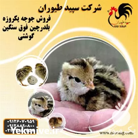 قیمت خرید جوجه بلدرچین یک روزه در تهران در گروه مرغ و خروس و بوقلمون و اردک قو قاز در یکمیوه -عکس1