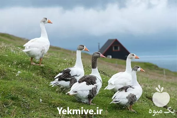 پرورش غاز صفر تا صد در تهران در گروه دوره آموزش کشاورزی در یکمیوه -عکس1