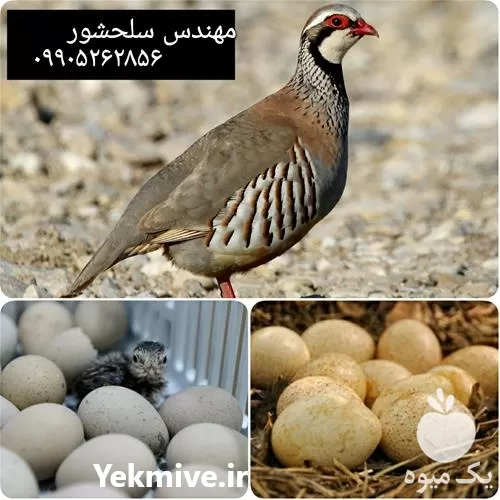 قیمت خرید تخم کبک در کرمان  در گروه انواع تخم ها در یکمیوه -عکس1