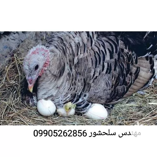 قیمت خرید تخم بوقلمون محلی در ایلام در گروه انواع تخم ها در یکمیوه -عکس1