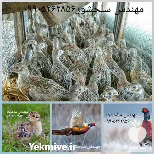 فروش جوجه قرقاول در کرمان  در گروه مرغ و خروس و بوقلمون و اردک قو قاز در یکمیوه -عکس1