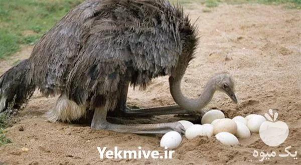 پرورش شترمرغ صفر تا صد کامل در تهران در گروه دوره آموزش کشاورزی در یکمیوه -عکس1