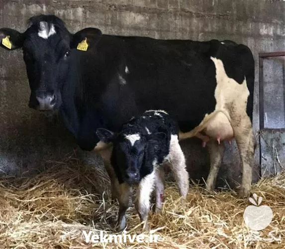 قیمت خرید قیمت گوساله هلشتاین در گلستان در گروه گاو و گوسفند و میش و بز کهره گوساله در یکمیوه -عکس1