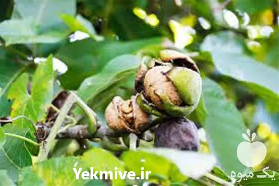 نهال گردو خوشه ای با بهترین در گروه خرید و فروش نهال گردو در یکمیوه -عکس1