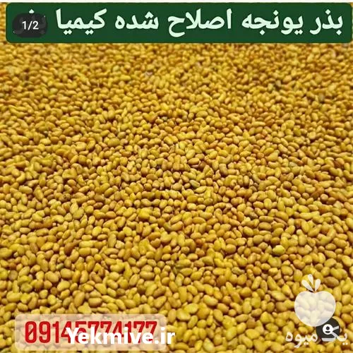بذر نیک شهری اصلاح شده شرکت در سیستان و بلوچستان در گروه خرید و فروش بذر یونجه در یکمیوه -عکس1