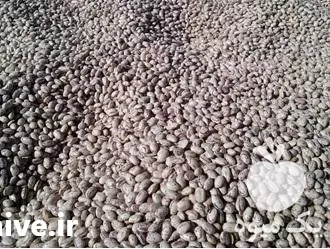 قیمت خرید لوبیا چیتی در اقلید در گروه خوراک دام و طیور در یکمیوه -عکس1