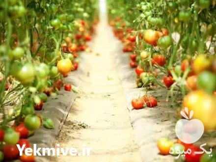 فروش تجهیزات گلخانه در تهران در گروه خرید و فروش تجهیزات گلخانه در یکمیوه -عکس1