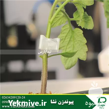 فروش پیوندزن نشا تولید نشا پیوندی در گروه خرید و فروش نشا در یکمیوه -عکس1