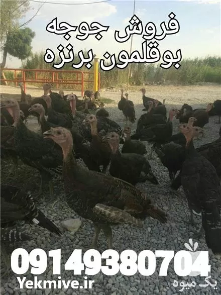 جوجه بوقلمون برنز جوجه بوقلمون بورن در ارومیه در گروه مرغ و خروس و بوقلمون و اردک قو قاز در یکمیوه -عکس1