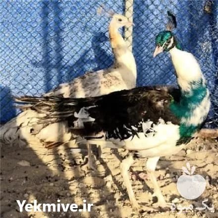 قیمت خرید تخم نطفه دار طاووس در تبریز در گروه انواع تخم ها در یکمیوه -عکس1
