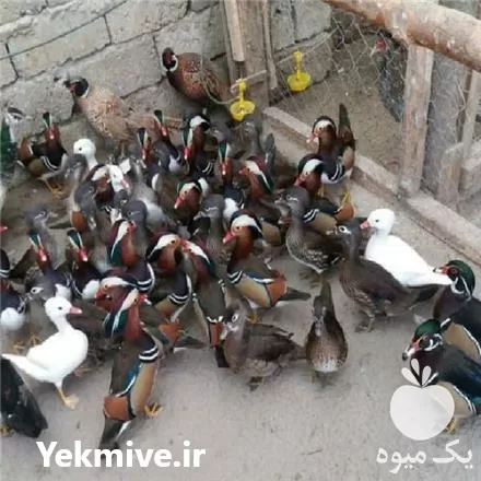 تخم نطفه دار اردک ماندارین قرقاول در تبریز در گروه انواع تخم ها در یکمیوه -عکس1