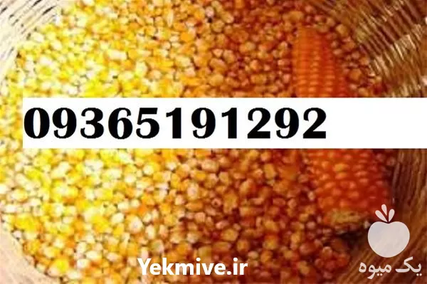 قیمت خرید بذر ذرت پر بار در فارس در گروه خرید و فروش بذر ذرت در یکمیوه -عکس1