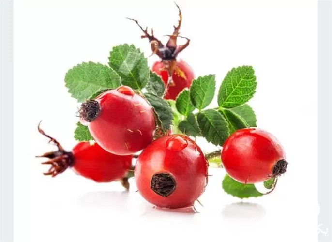 فروش نهال زرشک پفکی در تهران در گروه خرید و فروش نهال زرشک در یکمیوه -عکس1