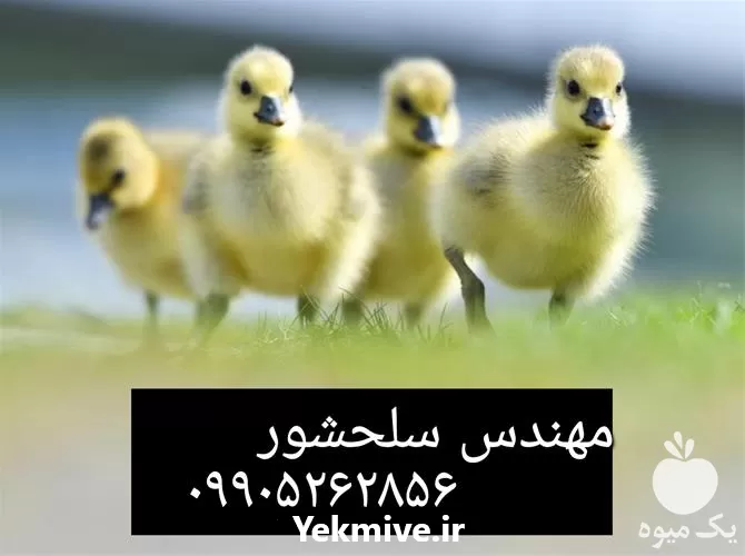 فروش جوجه غاز در کردستان در گروه مرغ و خروس و بوقلمون و اردک قو قاز در یکمیوه -عکس1