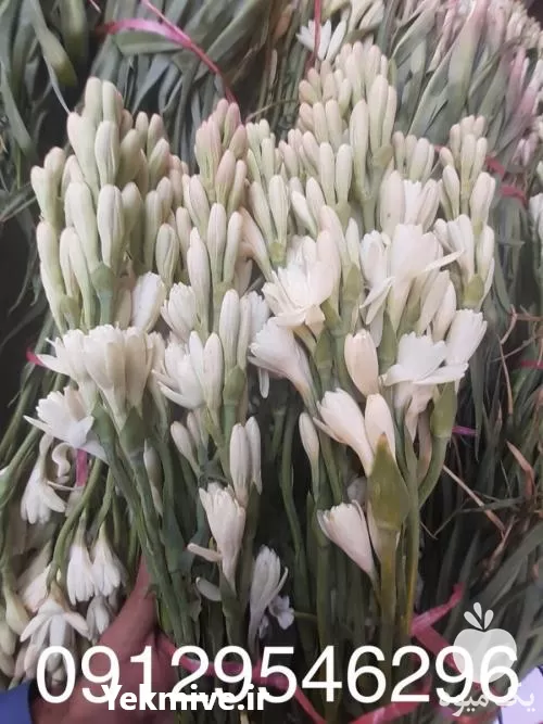 قیمت خرید گل مریم در تهران در گروه خرید و فروش گیاهان زینتی در یکمیوه -عکس1