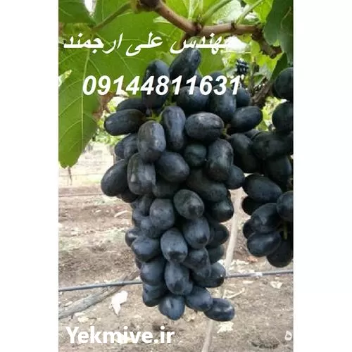 خرید قیمت نهال انگور بلک سیدلس در گروه خرید و فروش نهال انگور در یکمیوه -عکس1