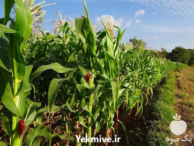 فروش بذر ذرت 704 مغان در اردبیل در گروه خرید و فروش بذر ذرت در یکمیوه -عکس1