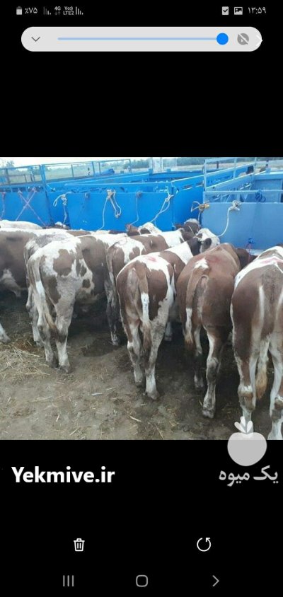 فروش تهیه و ارسال انواع گوساله در ترکمن در گروه گاو و گوسفند و میش و بز کهره گوساله در یکمیوه -عکس1