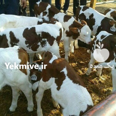 فروش تهیه و ارسال انواع گوساله در ترکمن در گروه گاو و گوسفند و میش و بز کهره گوساله در یکمیوه -عکس3