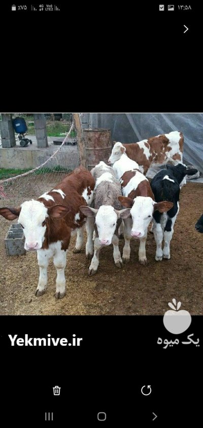 فروش تهیه و ارسال انواع گوساله در ترکمن در گروه گاو و گوسفند و میش و بز کهره گوساله در یکمیوه -عکس2