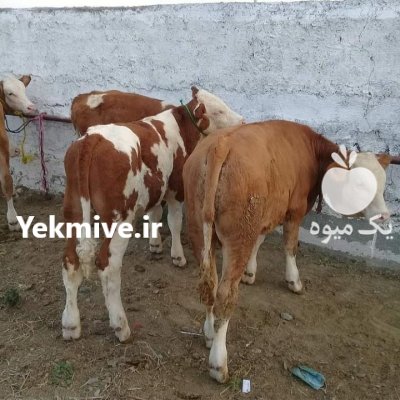 فروش تهیه و ارسال انواع گوساله در ترکمن در گروه گاو و گوسفند و میش و بز کهره گوساله در یکمیوه -عکس4