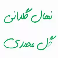 قیمت خرید نهال گلدانی گل محمدی در شاهرود در گروه خرید و فروش نهال گل محمدی در یکمیوه