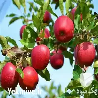 فروش سراسری نهال میوه گلدانی در بناب در گروه خرید و فروش نهال میوه در یکمیوه