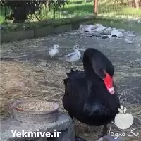 خرید تخم نطفه دار قو مشکی در گروه انواع تخم ها در یکمیوه