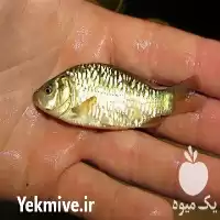 قیمت خرید بچه ماهیان گرمابی کپور در ارومیه در گروه خرید و فروش بچه ماهی در یکمیوه