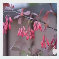 نهال زرشک دنسی فلورا با بهترین در گروه خرید و فروش نهال زرشک در یکمیوه