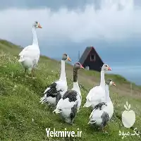 پرورش غاز صفر تا صد در تهران در گروه دوره آموزش کشاورزی در یکمیوه