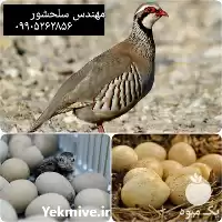 قیمت خرید تخم کبک در کرمان  در گروه انواع تخم ها در یکمیوه