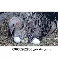 قیمت خرید تخم بوقلمون محلی در ایلام در گروه انواع تخم ها در یکمیوه