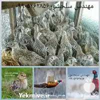 فروش جوجه قرقاول در کرمان  در گروه مرغ و خروس و بوقلمون و اردک قو قاز در یکمیوه