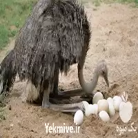 پرورش شترمرغ صفر تا صد کامل در تهران در گروه دوره آموزش کشاورزی در یکمیوه