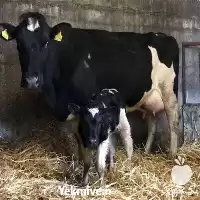 قیمت خرید قیمت گوساله هلشتاین در گلستان در گروه گاو و گوسفند و میش و بز کهره گوساله در یکمیوه