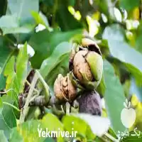 نهال گردو خوشه ای با بهترین در گروه خرید و فروش نهال گردو در یکمیوه