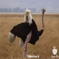 آموزش پرورش شتر مرغ گام در گروه دوره آموزش کشاورزی در یکمیوه