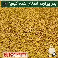 بذر نیک شهری اصلاح شده شرکت در سیستان و بلوچستان در گروه خرید و فروش بذر یونجه در یکمیوه