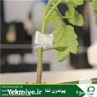 فروش پیوندزن نشا تولید نشا پیوندی در گروه خرید و فروش نشا در یکمیوه