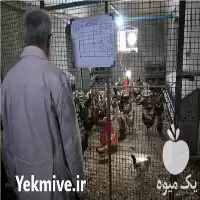 فروش تخم نطفه دار بوقلمون در ارومیه در گروه انواع تخم ها در یکمیوه