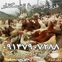 فروش مرغ بومی در ارومیه در گروه مرغ و خروس و بوقلمون و اردک قو قاز در یکمیوه