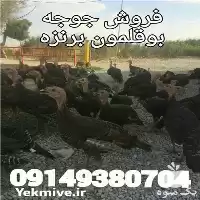 جوجه بوقلمون برنز جوجه بوقلمون بورن در ارومیه در گروه مرغ و خروس و بوقلمون و اردک قو قاز در یکمیوه